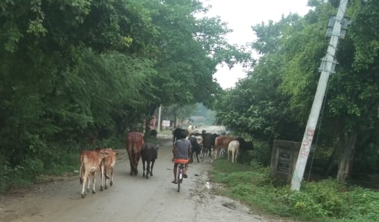 लड़ रहे दो सांड ई रिक्शा से टकराए ई रिक्शा पलटा एक की मौत चालक सहित तीन घायल 